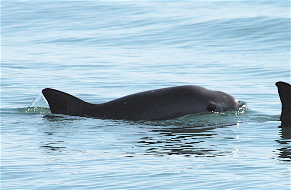 Hoy la principal causa de la muerte de la vaquita marina es la sobreexplotación de la totoaba. FOTO ESPECIAL