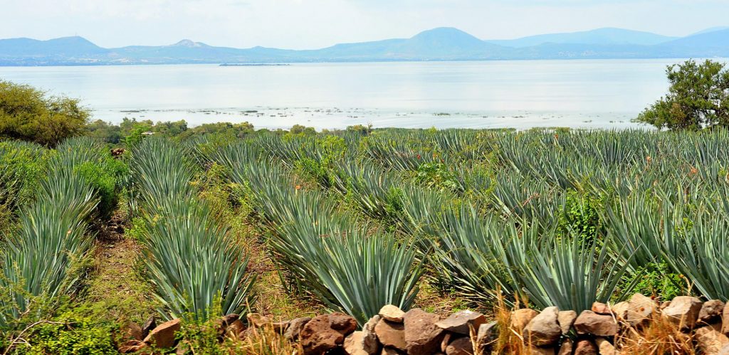 Agave. Foto: Cuartoscuro