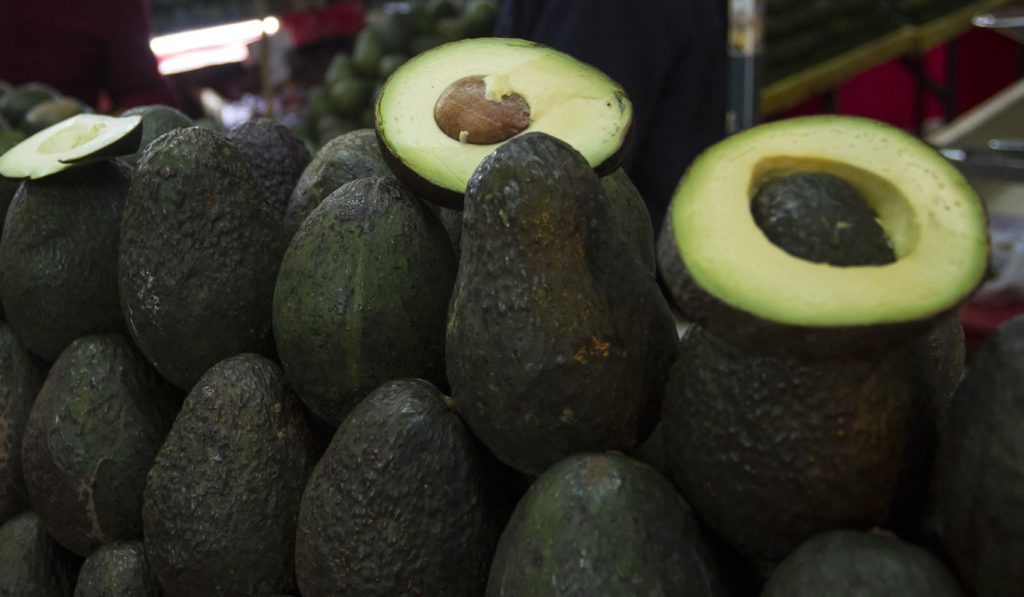 Aguacate. Foto: Cuartoscuro