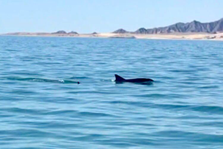 Imagen del avistamiento de dos ejemplares de vaquita marina en el Golfo de California. FOTO: Porpoise Conservation Society