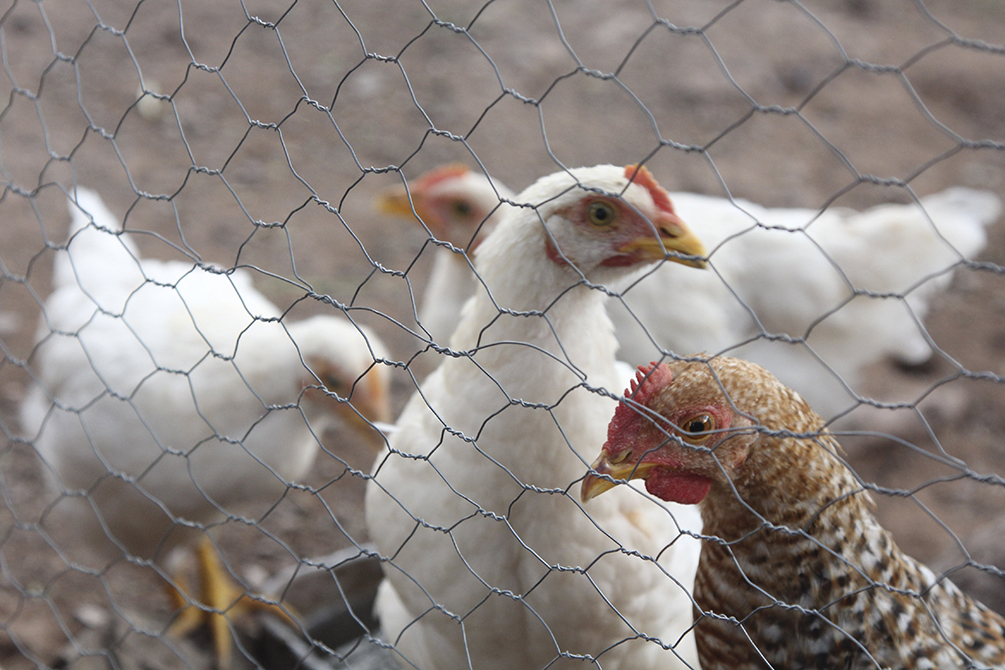 La granja, ubicada en la localidad de Tepatitlán de Morelos, está bajo cuarentena por gripe aviar. FOTO: CUARTOSCURO