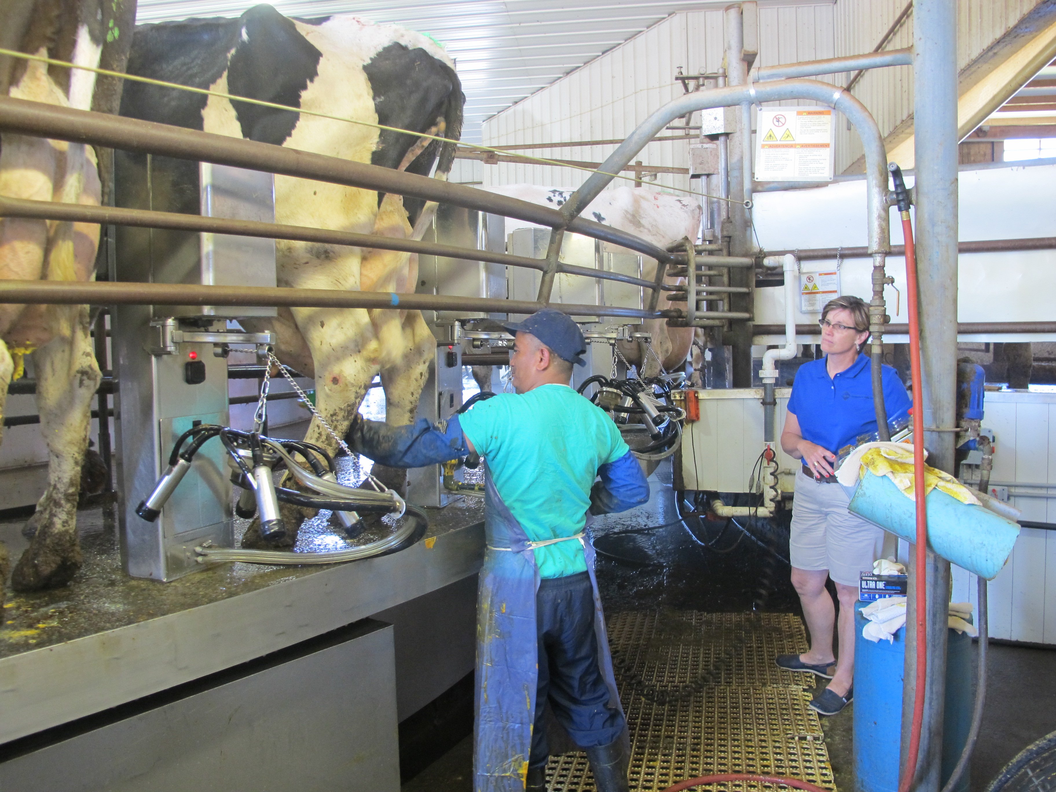 Trabajador de la industria de la leche en Nueva York. (AP Photo/Carolyn Thompson)