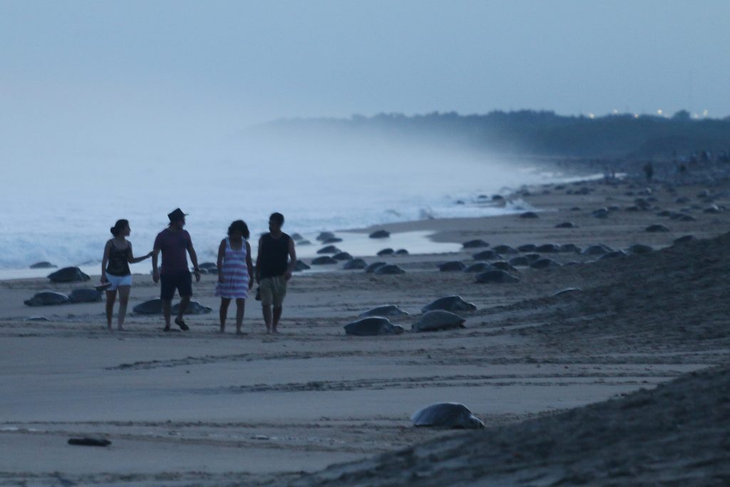 Desove de tortugas. @Cuartoscuro.com