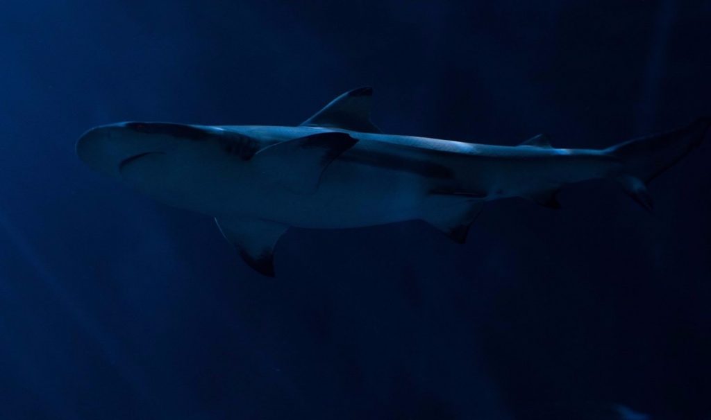 México, lugar de tiburones, tiene 111 especies