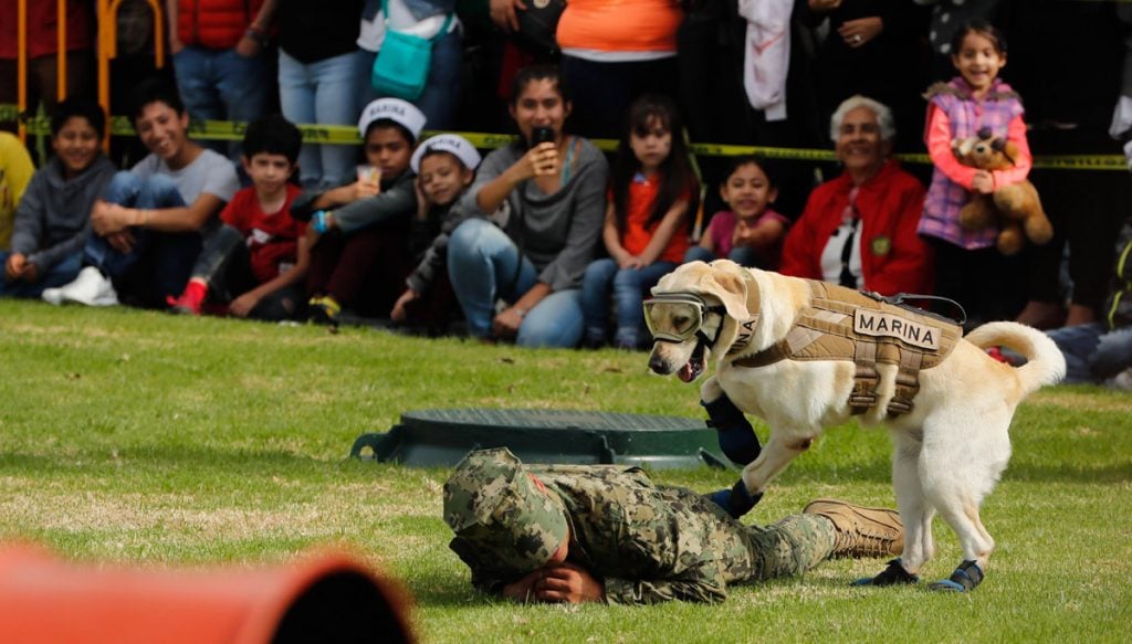 La perra labrador se ha convertido en una estrella de la Marina, que aprovecha su popularidad y la solidaridad tras los sismos para acercarse a la gente.