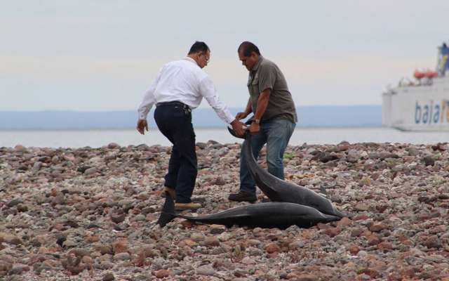 Al menos 20 delfines murieron y otros 34 fueron devueltos al mar tras quedarse varados en la playa Salinita, en la isla San José Nepomuceno, de Baja California Sur