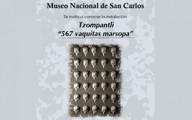La obra “Tzompantli, 567 vaquitas marsopa”, del artista Patricio Robles Gil se exhibe en el Museo de San Carlos para honrar al mamífero en peligro de extinción