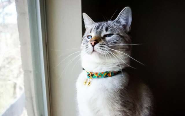 Fotos: @AwwwwCats