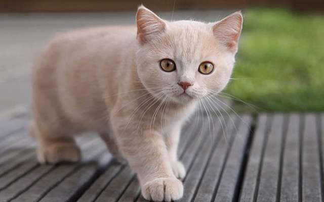 Costo de mascotas: rasguño al bolsillo