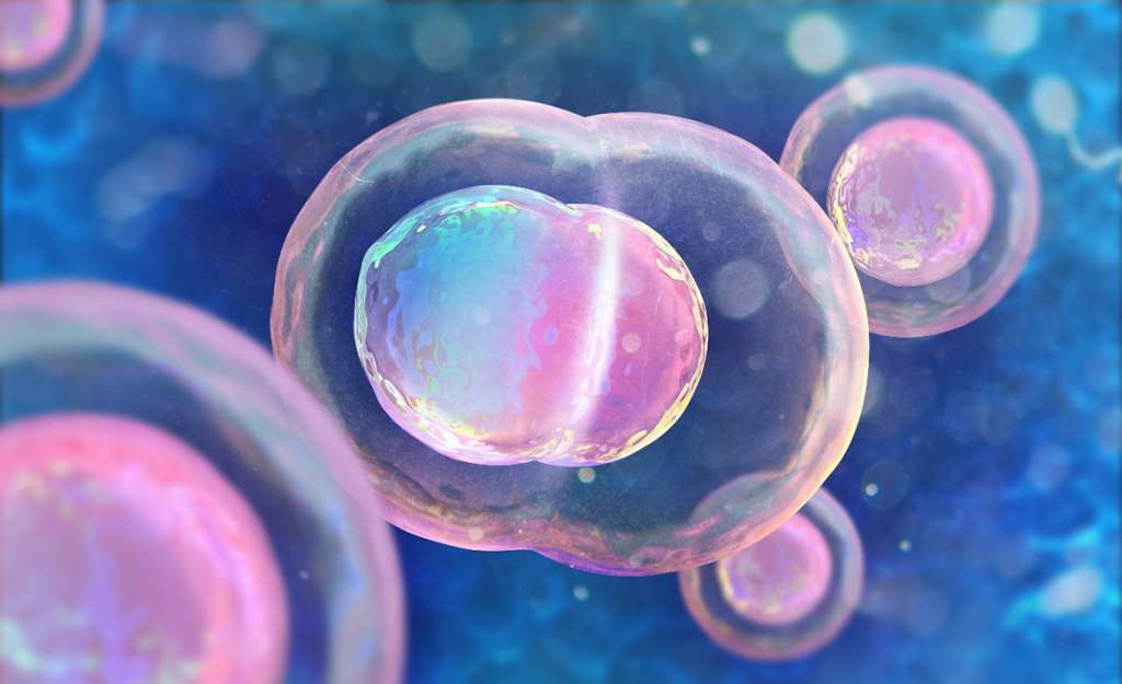 Científicos consiguen desarrollar óvulos fuera del cuerpo humano Científicos consiguen desarrollar óvulos fuera del cuerpo humano