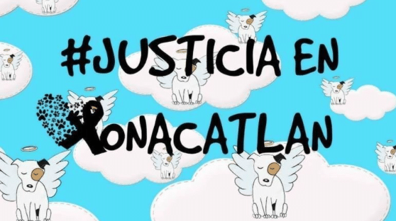 Organización inicia petición en change.org por envenenamiento masivo de canes