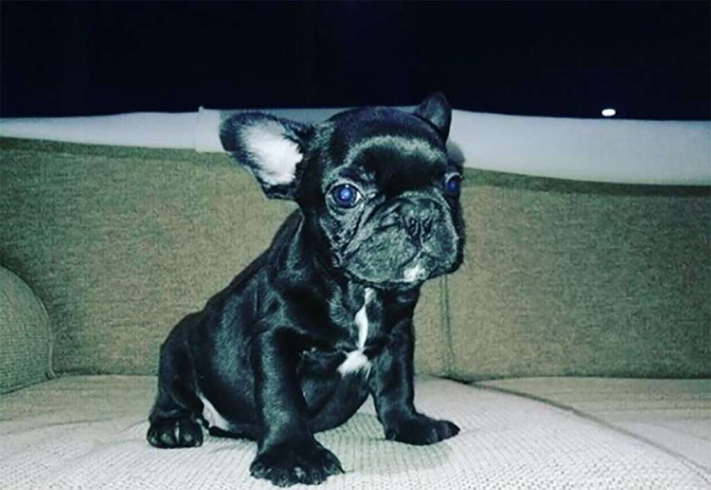 Un perro murió en un vuelo por culpa de la tripulación Un perro murió en un vuelo por culpa de la tripulación