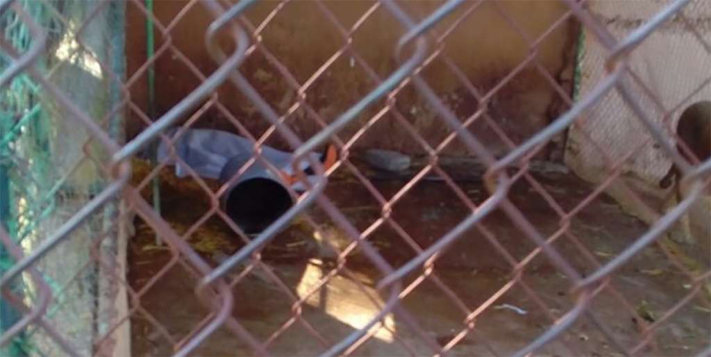 León atacó y mató a trabajador en zoológico de Tulancingo