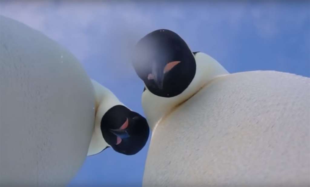 El especial momento cuando dos pingüinos se graban al estilo El especial momento cuando dos pingüinos se graban al estilo