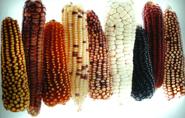 Triada a la milpa
