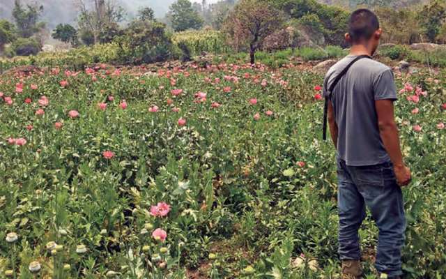 Amapola se marchita en la Sierra