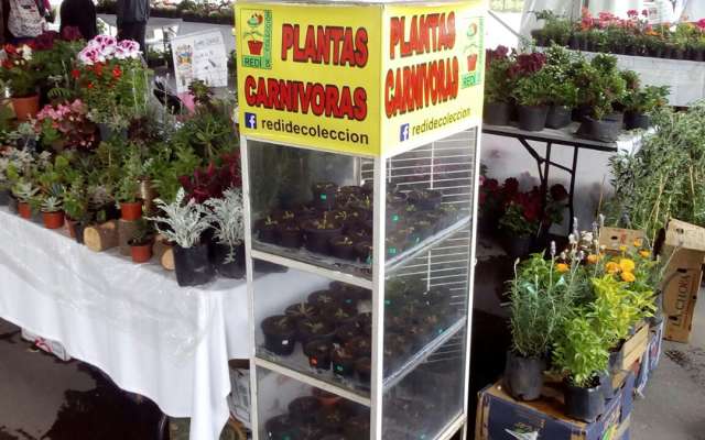 Venden plantas carnívoras en Feria “Consume Local” de CDMX