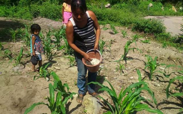Gobierno de Guerrero entrega fertilizantes gratuitos para 81 municipios