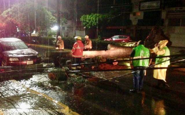 #Video: Fuertes lluvias tumban árboles e inundan calles de Oaxaca