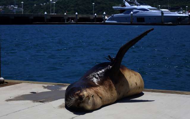 Uno de los lobos marinos tenía lastimada una aleta.
FOTOS: EFE