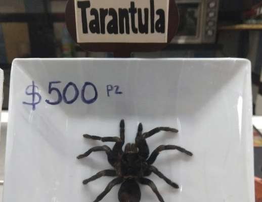Se acaba negocio de tacos de tarántula en mercado de San Juan; decomisan ejemplares