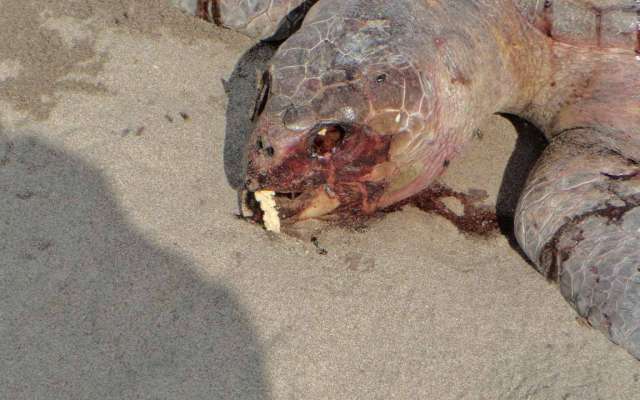 Descubren muertas a tortugas de especies como golfina, carey y prieta. FOTO: ESPECIAL