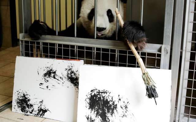 Las pinturas de la osa son en blanco y negro, como el pelaje característico de esta especie. Foto: REUTERS