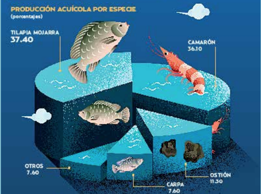 La producción de pescado y marisco alcanzó 404 mil toneladas en 2017