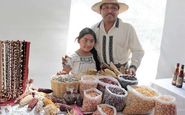 El maíz tiene una antigüedad en México de entre ocho mil y 10 mil años con 59 razas.
FOTO: ENFOQUE