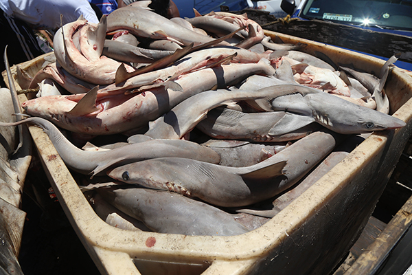 Los pescadores dijeron que la propuesta para decretar el área Reserva de la Biosfera no cuenta aún con sustento científico. FOTO: CUARTOSCURO