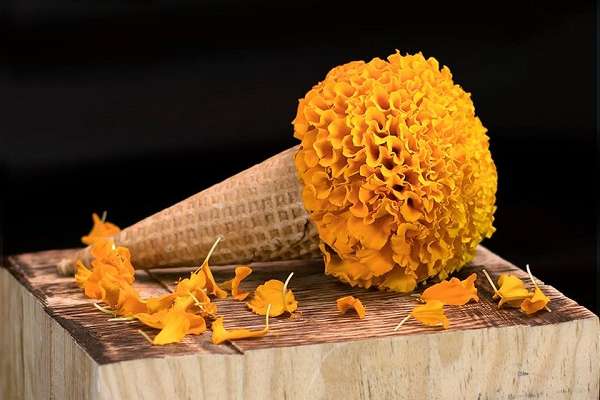 Flor_de_cempasuchil_Dia_de_Muertos