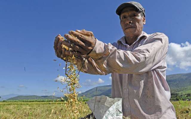 Morelos genera
para el mercado
nacional 10 mil
toneladas de
arroz.