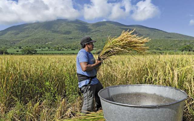 Emplear alimentos provenientes de pequeños productores garantiza beneficios. Foto: Cuartoscuro.com