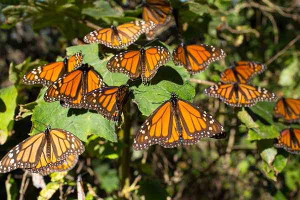 El nombre náhuatl para designar a la mariposa era