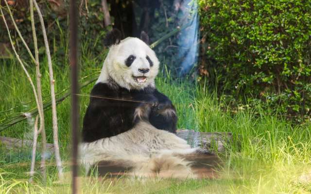 Rojo de la Vega agregó que con el modelo actual los zoológicos sólo enseñan al público a interferir y mantener en cautiverio a los animales