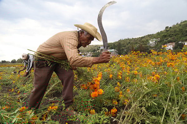 El dinero heredado es para impulso
del campo y para los pequeños productores
FOTO: CUARTOSCURO