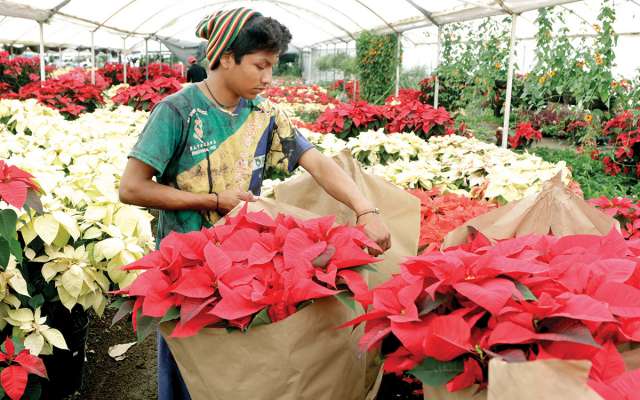 Los productores de los diferentes viveros, en el pueblo mágico de Atlixco, utilizan aproximadamente 40 hectáreas para sembrar la Flor de nochebuena.
NOTIMEX.
