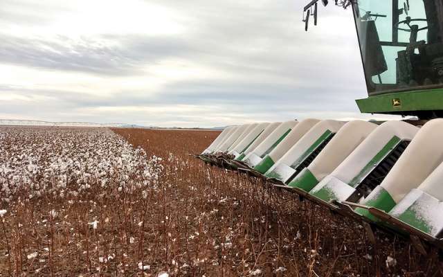 Algunas empresas adquieren telas de proveedores que compran algodón de Chihuahua