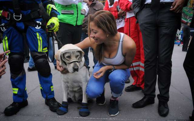 La perrita ha rescatado a más de 50 personas en la CDMX