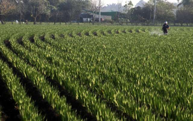 Los precios de garantía se dirigen a productores de menos de 10 hectáreas: Foto: Archivo | Cuartoscuro