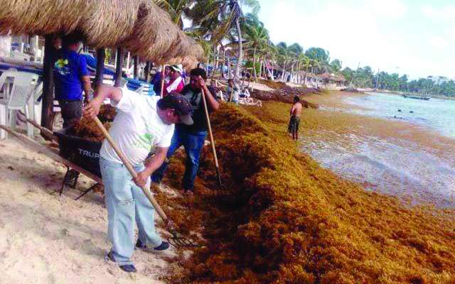 En los puntos
en los que
hay mayor
presencia del
alga, se ha
redoblado la
limpieza. FOTO: ESPECIAL