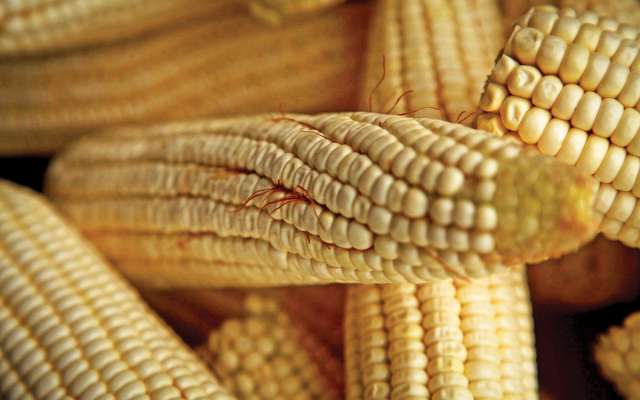 Agrobio sostiene que hay estudios que avalan a
los OGM. FOTO: RASHIDE FRIAS /CUARTOSCURO.COM