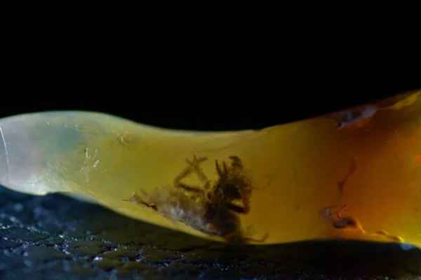 Insecto atrapado en ópalo asombra a investigadores