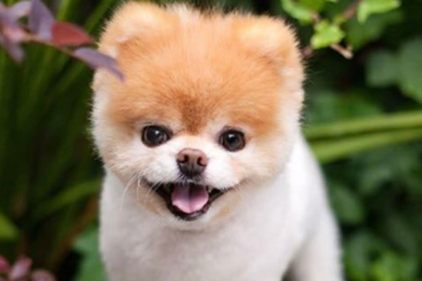 perro_bonito