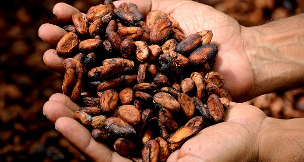 La Fiesta Nacional del Chocolate tendrá lugar hasta el 17 de febrero, un evento que reúne a más de 42 expositores, proveedores y productores de chocolate tanto se San Luis Potosí como de diversos estados. Foto: Especial