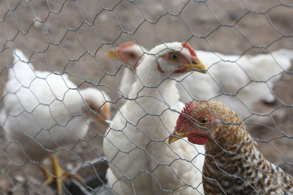 De igual manera, el organismo de la SADER reforzó las labores de vigilancia epidemiológica en las aves del país con el objetivo de detectar de manera oportuna cualquier caso sospechoso