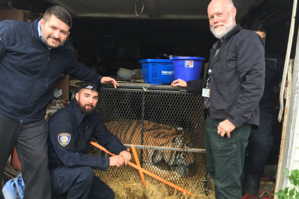 El tigre fue llevado a un refugio de animales y posteriormente trasladado a un santuario