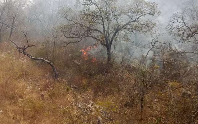 Las llamas además afectaron 40 hectáreas de pasto en potrero, aunque la Comisión aseguró que tienen controlado el 50 por ciento del incendio con 64 combatientes. Foto: Especial