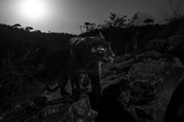 La presencia de este animal era un rumor entre los pobladores y visitantes del parque natural en Kenia