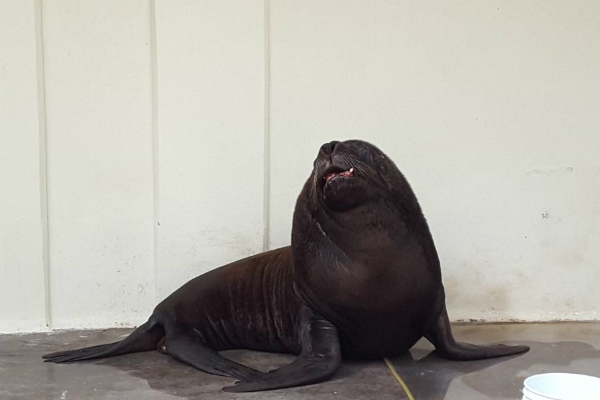 De acuerdo con Sedema, Marte llegó al zoológico de San Juan de Aragón en 2012 proveniente de Uruguay